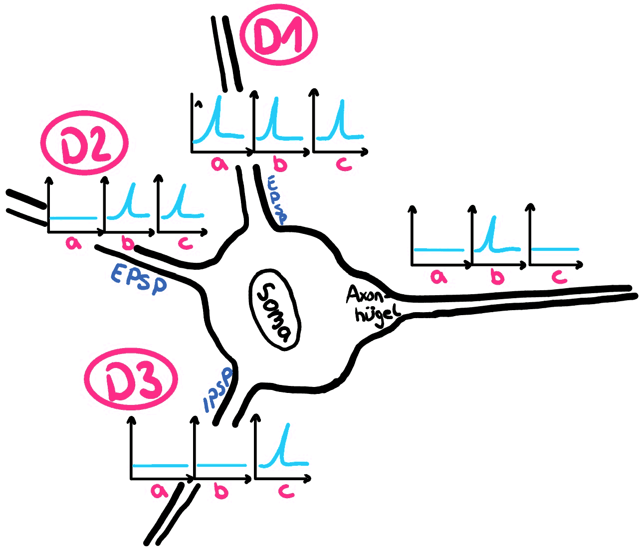 Synapse: Räumliche Summation